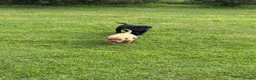 Labrador Retriever dogs for sale: Labrador puppies for sale KC registered  in Nairn - Advert 7