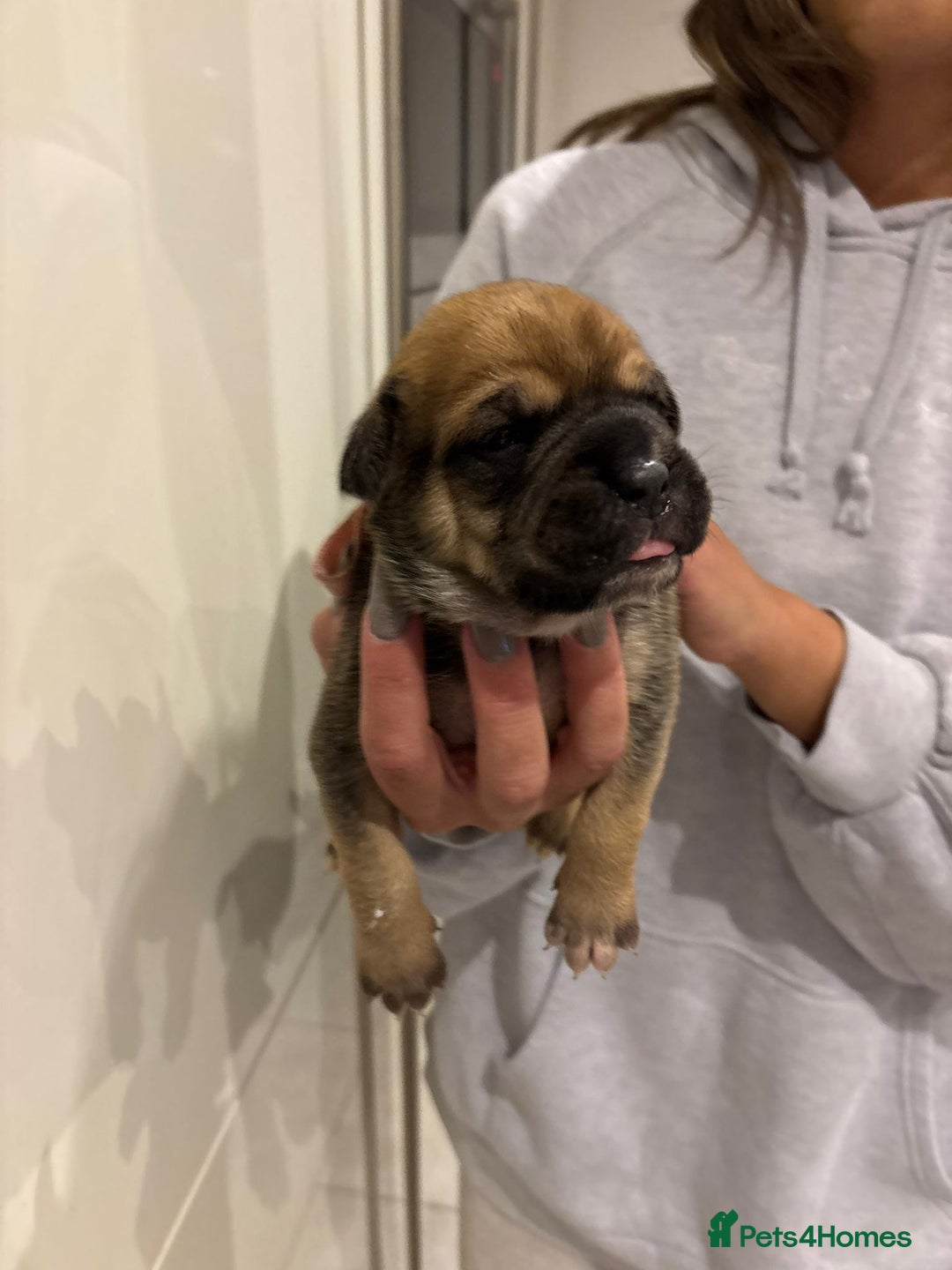 Mixed Breed dogs for sale: Baby bullmastiffs x - Advert 8