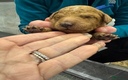 Goldendoodle dogs for sale: Golden doodles f1b - Advert 18