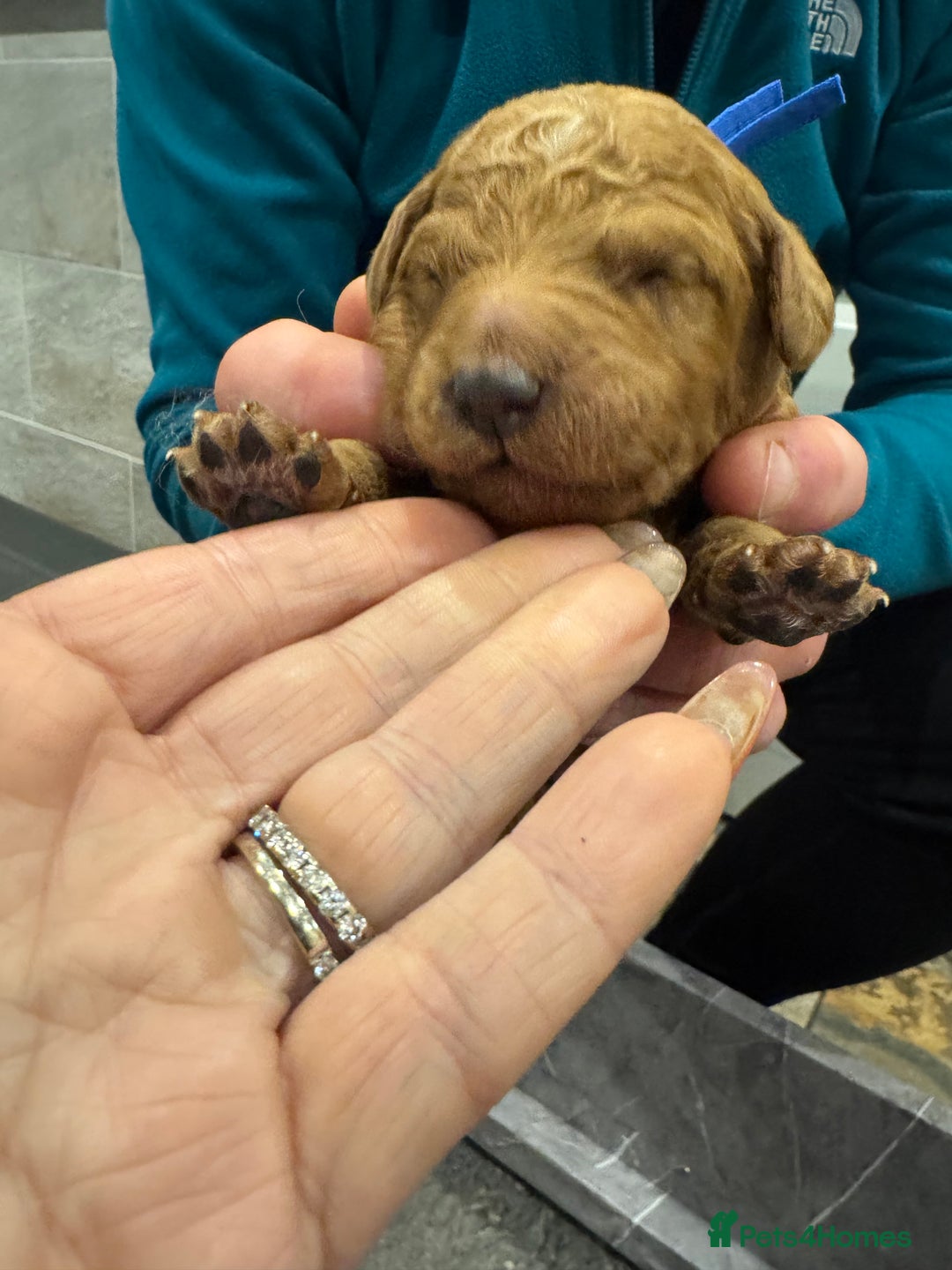 Goldendoodle dogs for sale: Golden doodles f1b - Advert 18