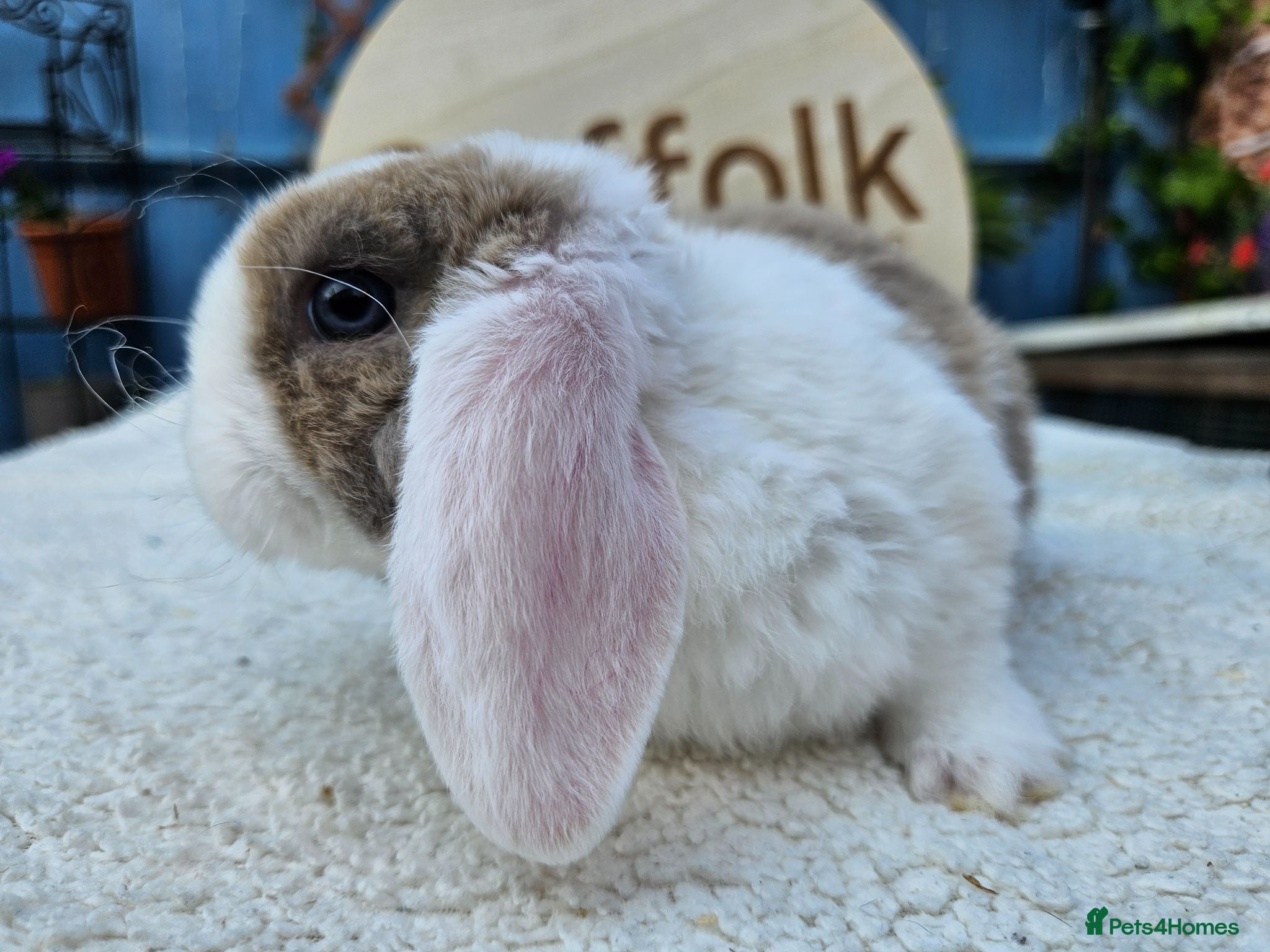 Mini Lop rabbits Pure bred Mini Plush Lops SUFFOLK PLUSH - Advert 1