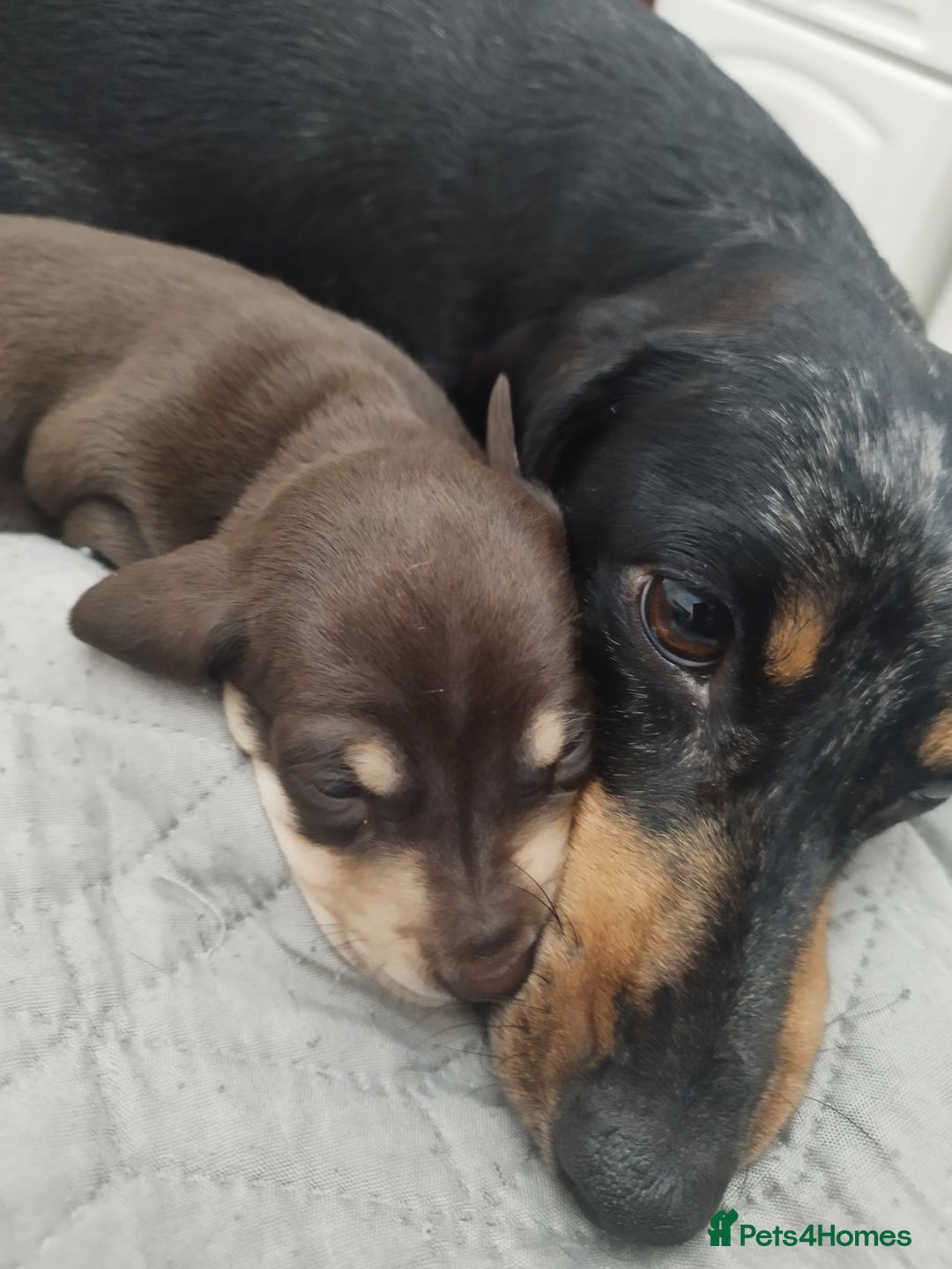 Dachshund dogs for sale: MINIATURE Mini DACHSHUND  - Advert 10