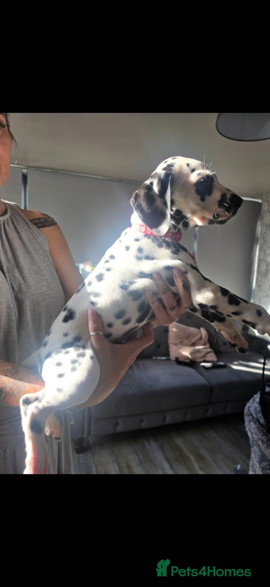 Dalmatian dogs Kc registered stunning dalmatian puppies  - Advert 2