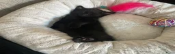 Mixed Breed cats for sale: Two kittens for sale  - Advert 2