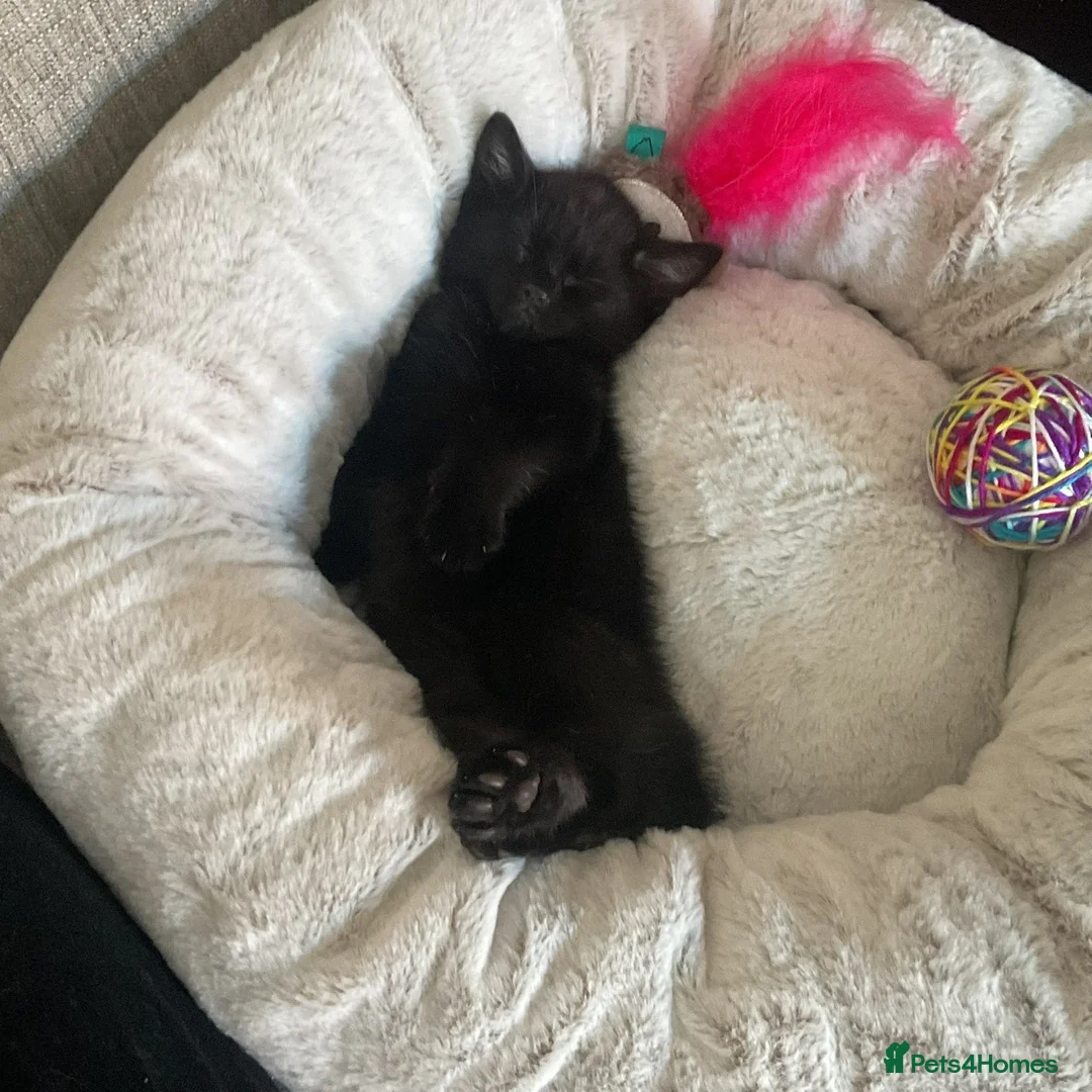 Mixed Breed cats for sale: Two kittens for sale  - Advert 2