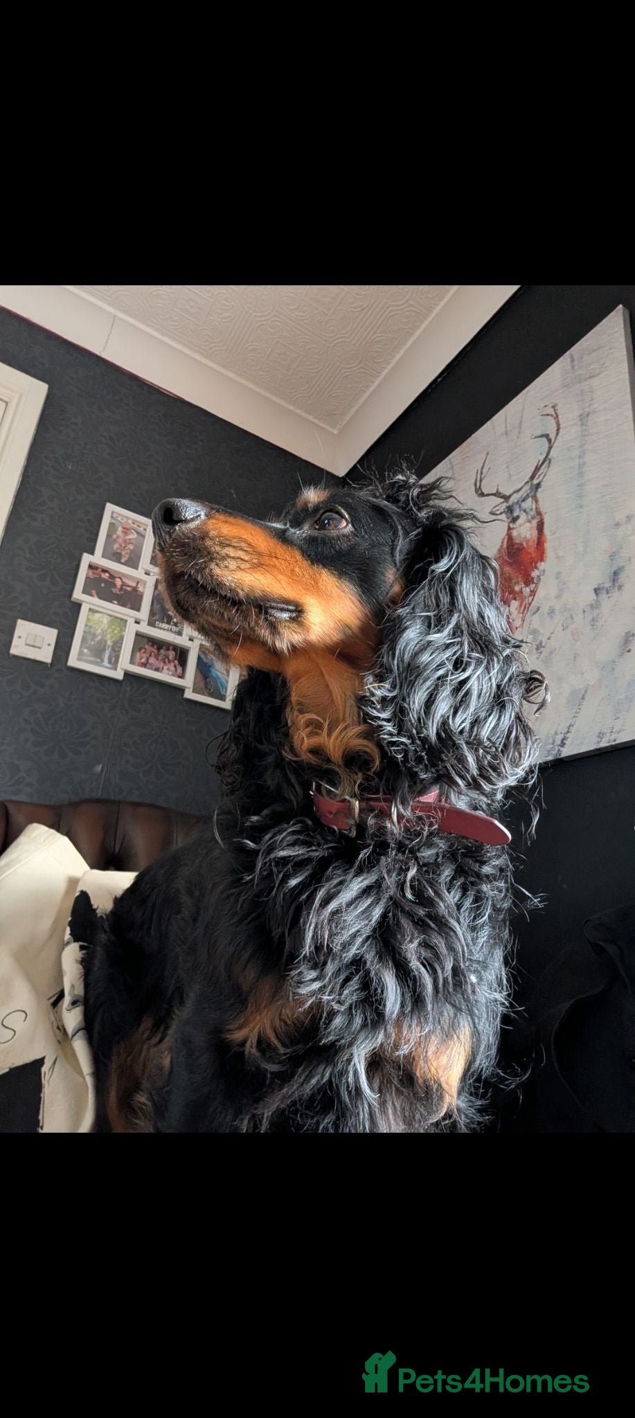 Cocker Spaniel dogs Pure Bred Tri-Colour Cocker Spaniel for Stud - Advert 1