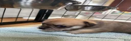Chihuahua dogs for sale: Smooth coat chihuahua puppies  - Advert 10