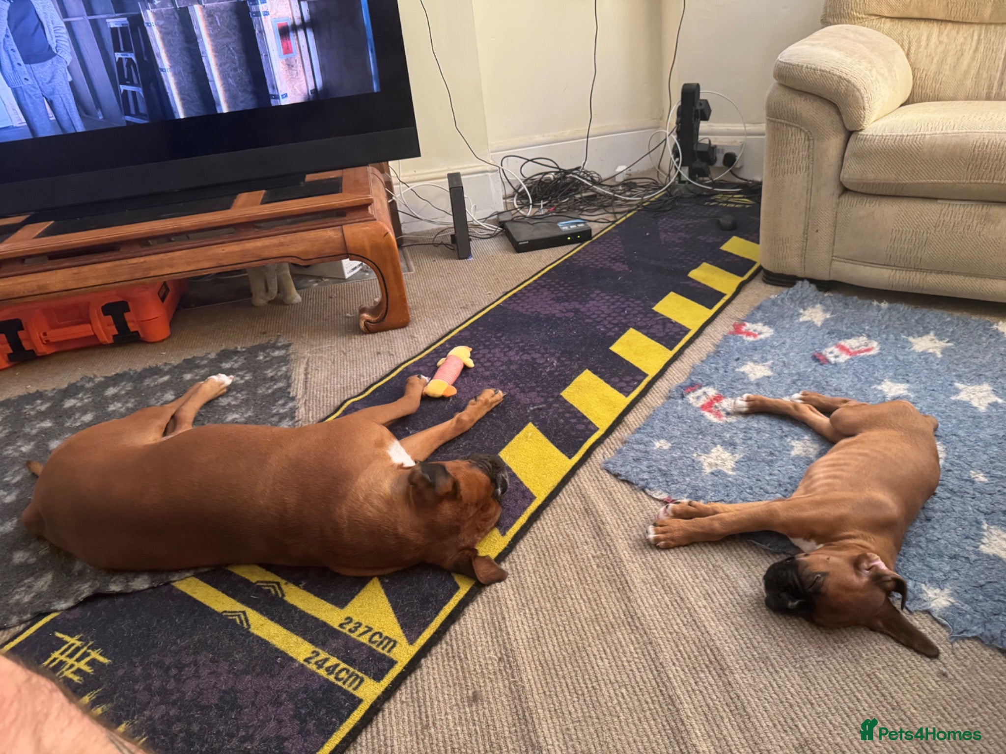 Boxer dogs charthaihen boxers - Advert 5