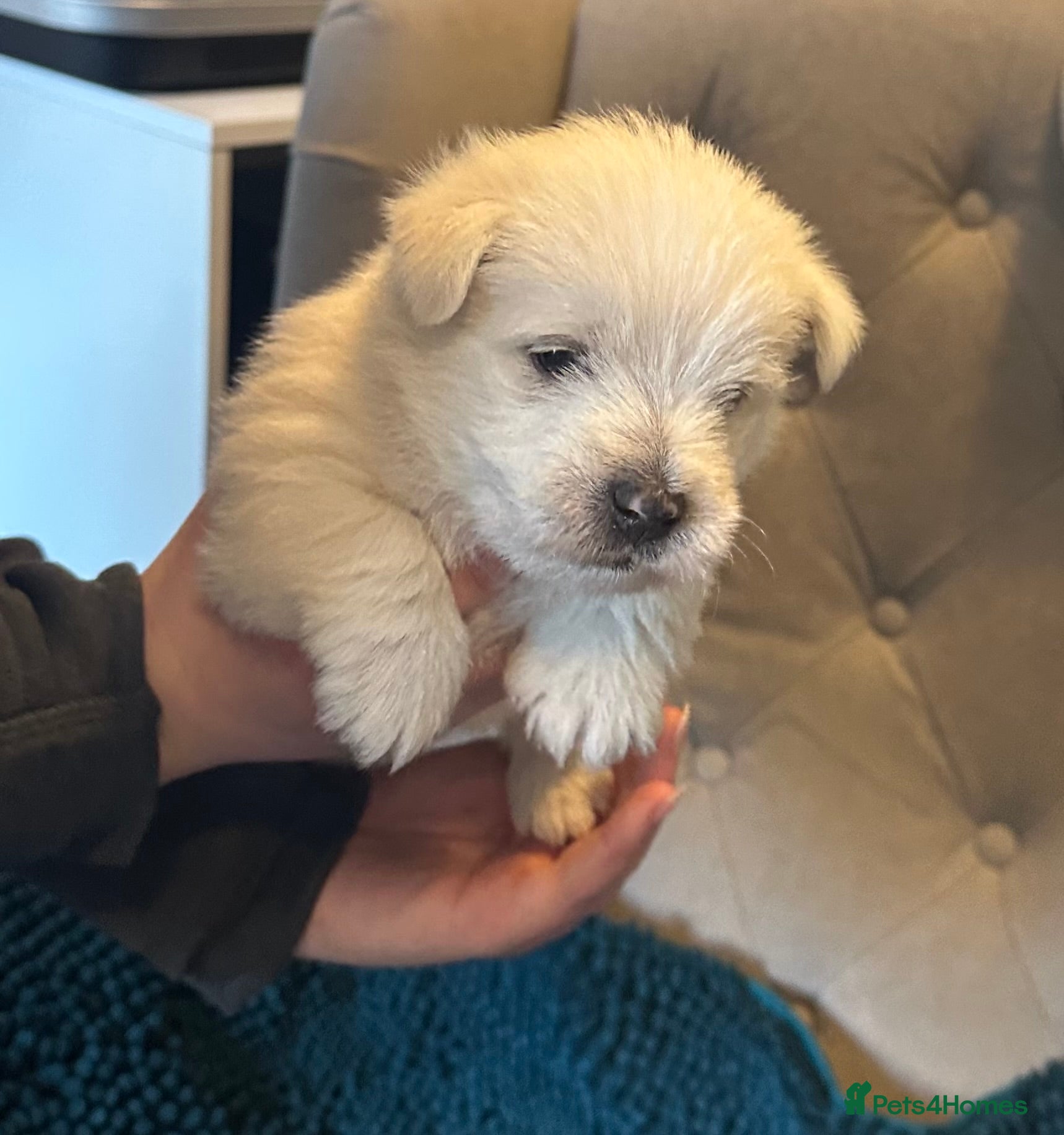 West Highland Terrier dogs Beautiful Westie boys for sale - Advert 6