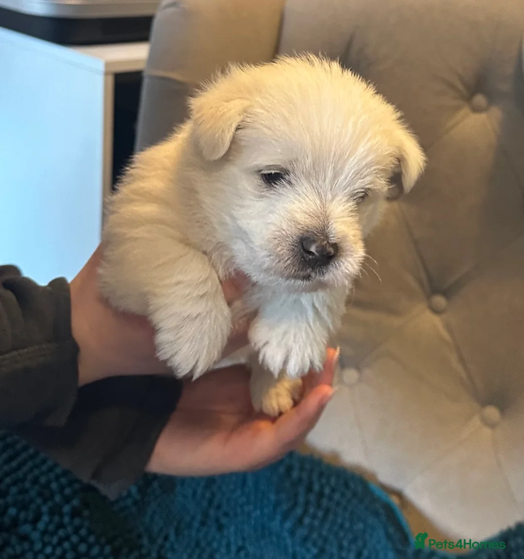 West Highland Terrier dogs for sale: Beautiful Westie boys for sale - Advert 1
