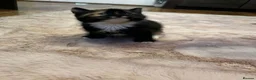 Mixed Breed cats for sale: Beautiful kittens for sale  in Stoke-on-Trent - Advert 8
