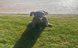 Cane Corso dogs for sale: Can Corso - Image 3