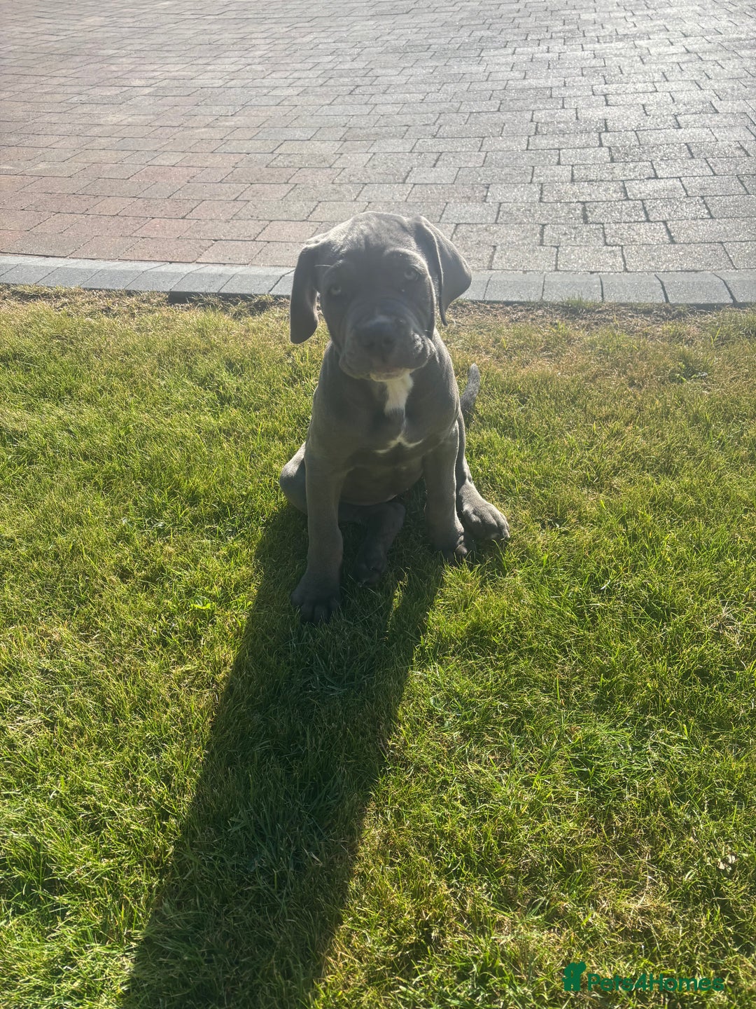 Cane Corso dogs for sale: Can Corso - Image 3