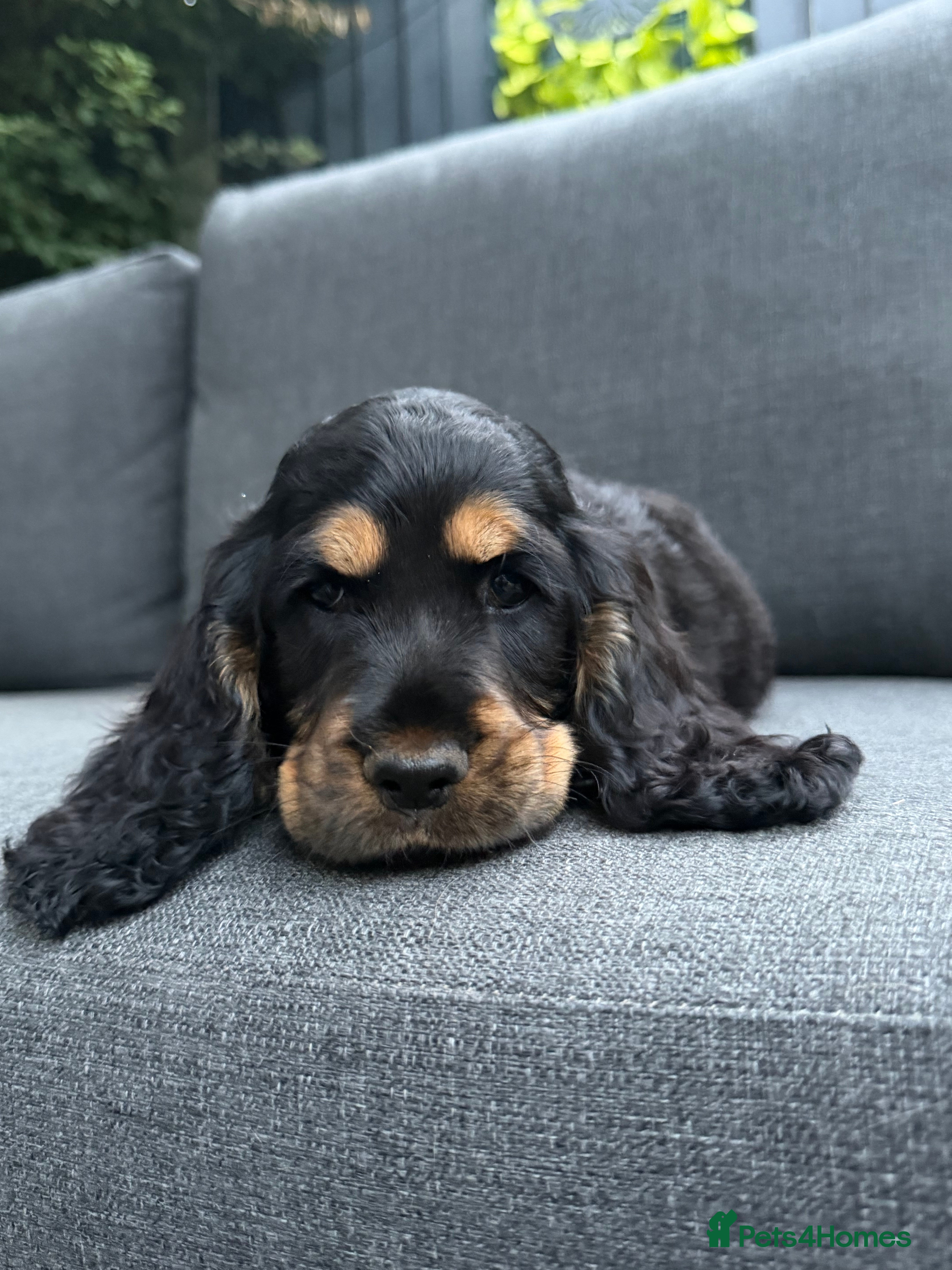 Cocker Spaniel dogs REDUCED!!! READY NOW 🐾 CHUNKY TOP QUALITY PUPS - Advert 2