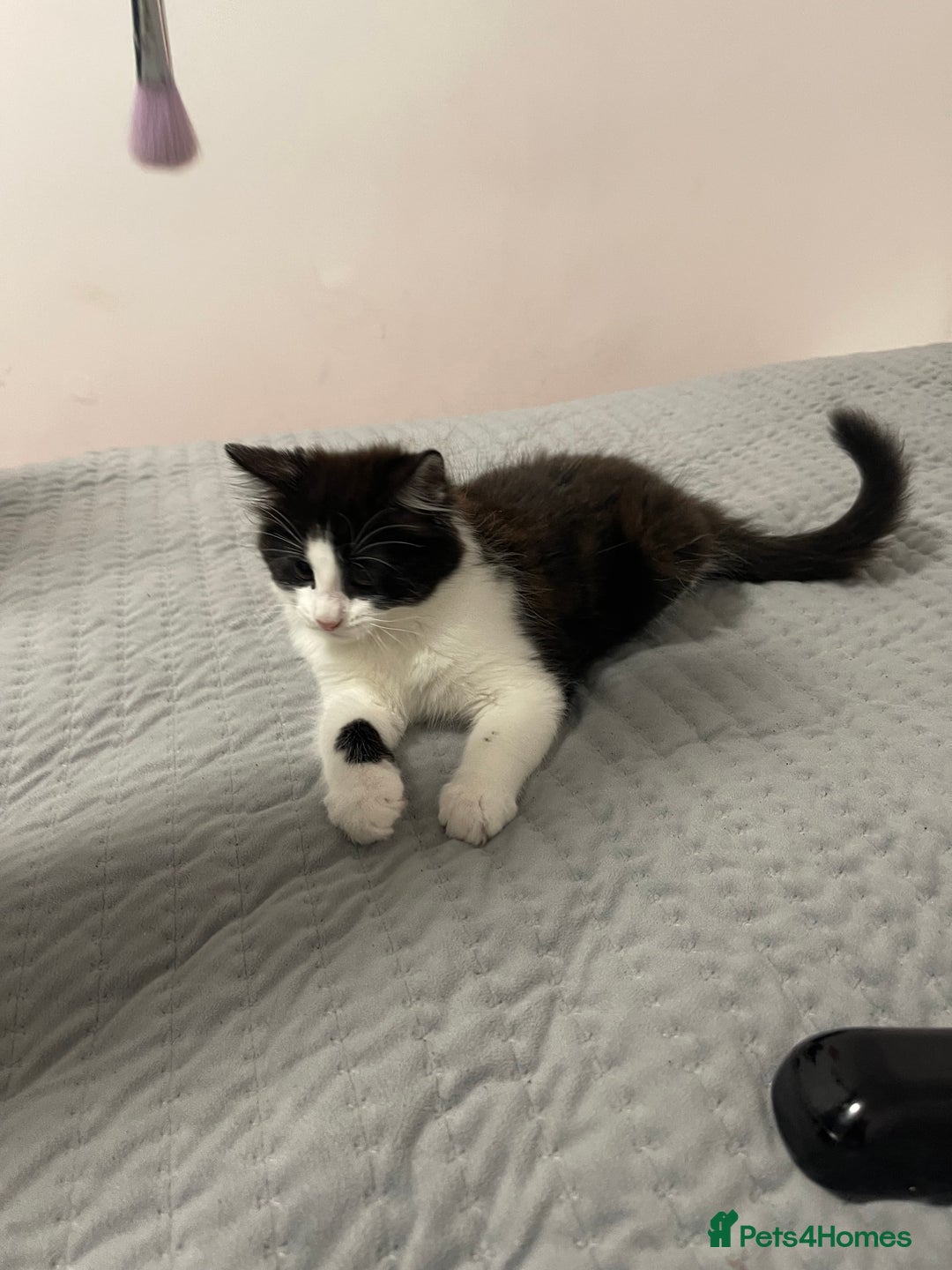 Mixed Breed cats for sale: 5 little kittens trained  - Advert 1