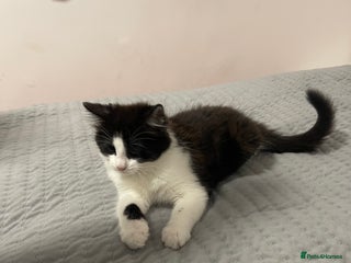 Mixed Breed cats 5 little kittens trained - Advert 1