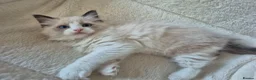 Ragdoll cats for sale: Ragdoll Kittens TICA Registered - Advert 11
