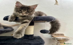 Maine Coon cats for sale: Stunning TICA Registered Maine Coon Boys Available - Image 17