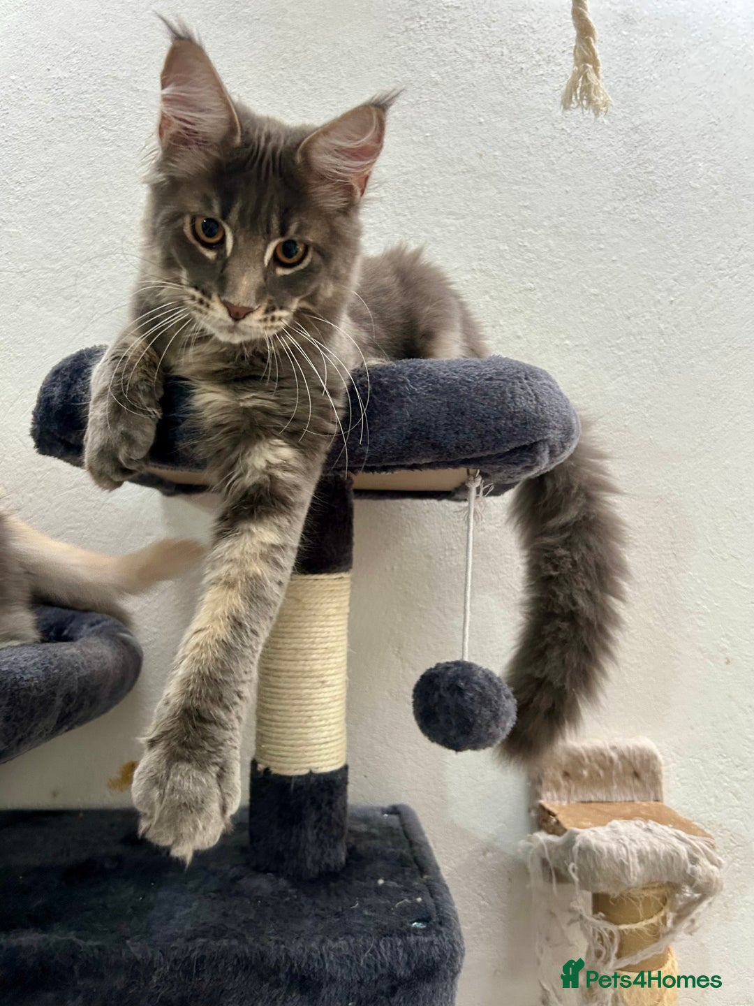 Maine Coon cats for sale: Stunning TICA Registered Maine Coon Boys Available - Image 17