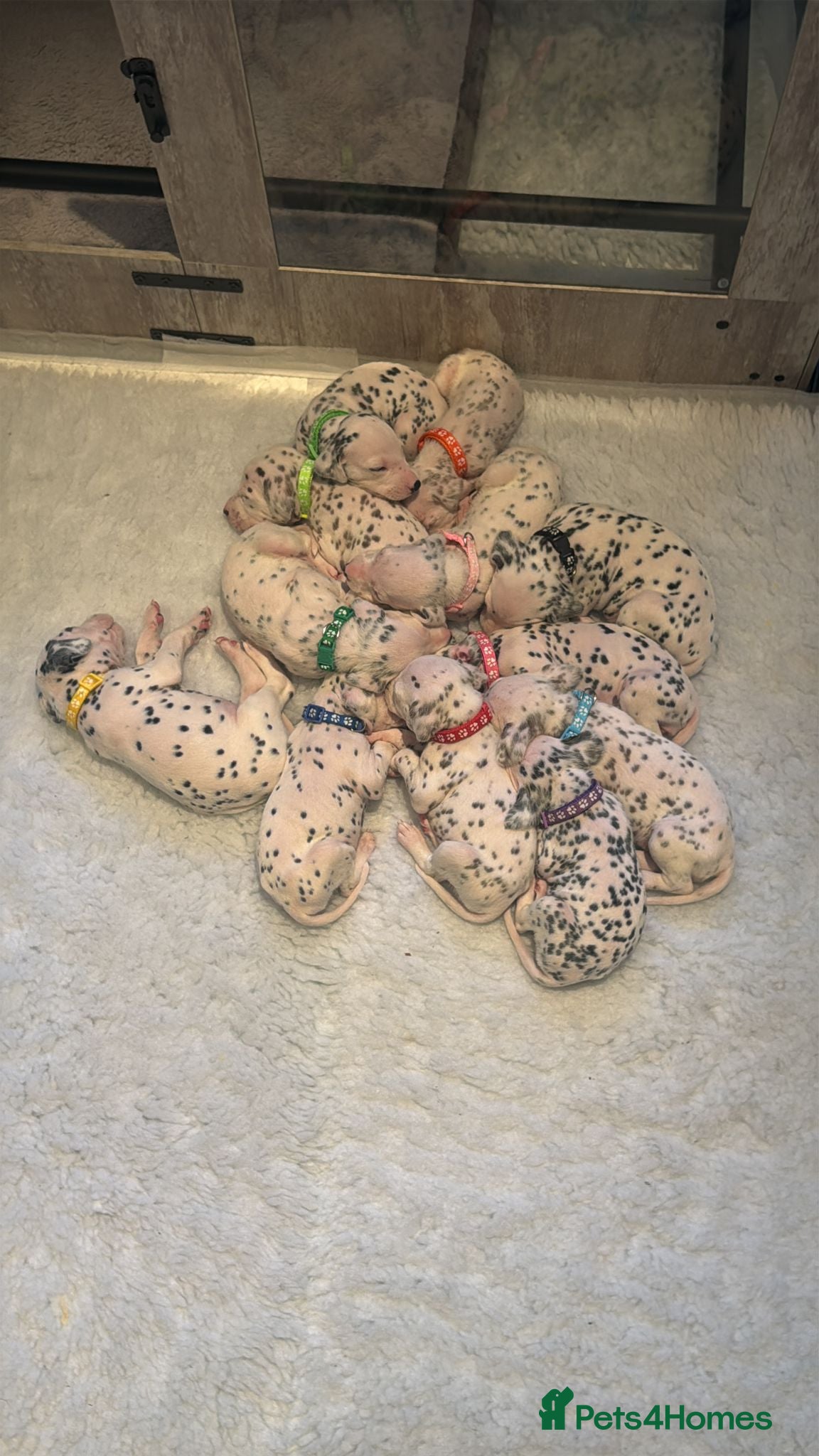 Dalmatian dogs Beautiful Litter of Dalmatian Puppies - Advert 2