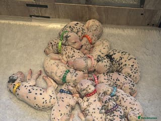 Dalmatian dogs Beautiful Litter of Dalmatian Puppies - Advert 4
