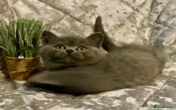 British Shorthair cats for sale: (READY NOW)EXCEPTIONAL PURE BREED BSH - Image 22