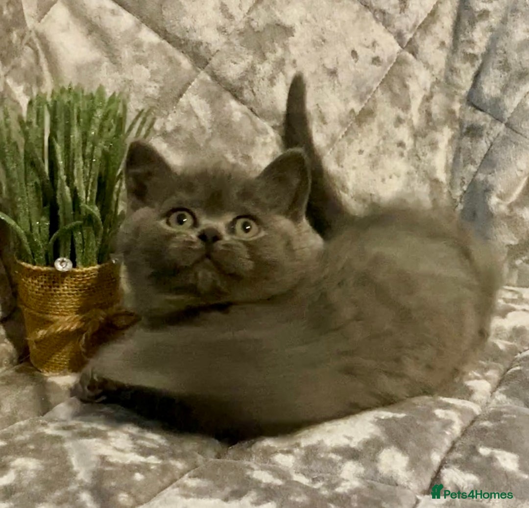 British Shorthair cats for sale: (READY NOW)EXCEPTIONAL PURE BREED BSH - Image 22