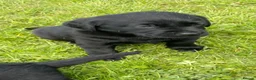 Labrador Retriever dogs for sale: Fox red and black puppies  - Advert 8
