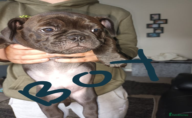 Frug dogs - Advert 1