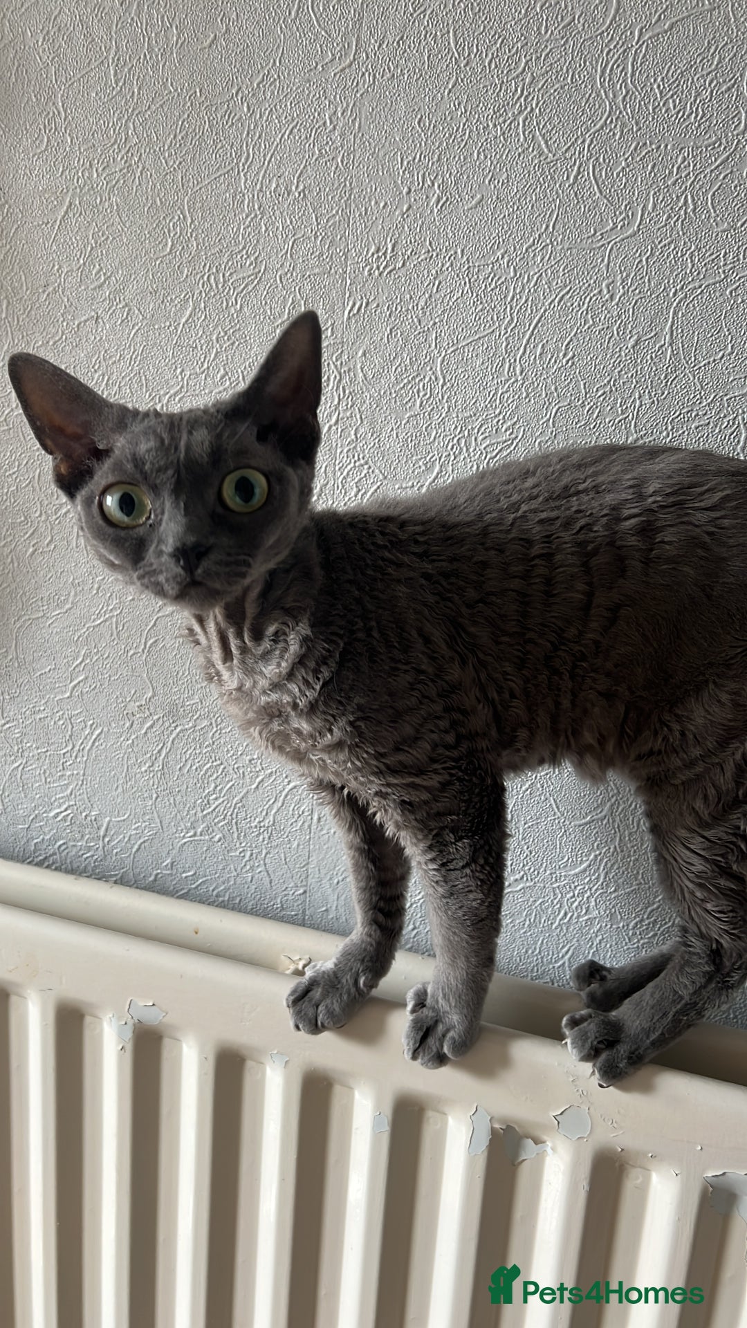 Devon Rex cats for sale: Female devon rex needs new home - Advert 2