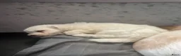 Mixed Breed dogs for sale: Cavapoochon puppies - Advert 20