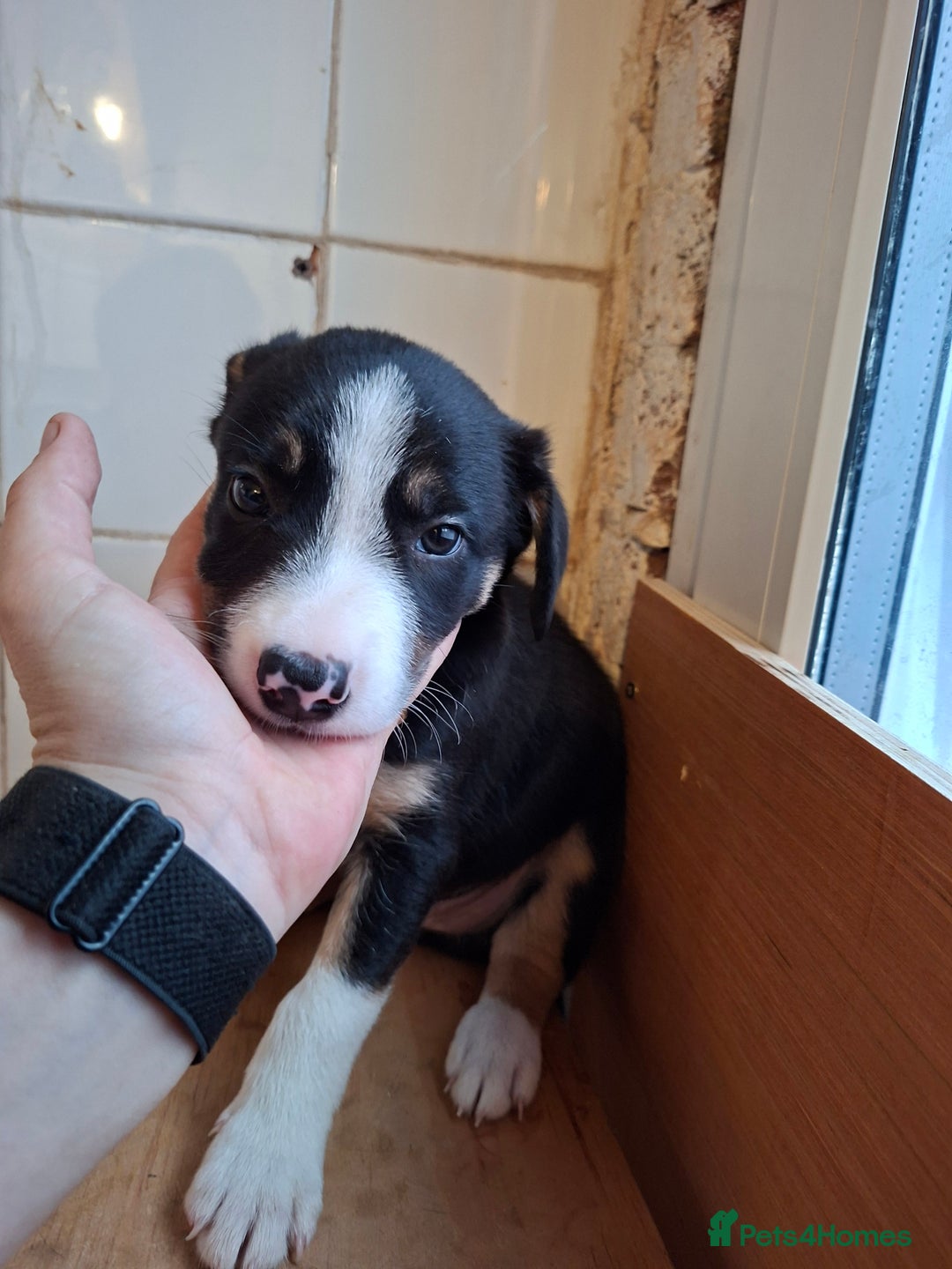 Border Collie dogs for sale: Border collies for sale - Image 20