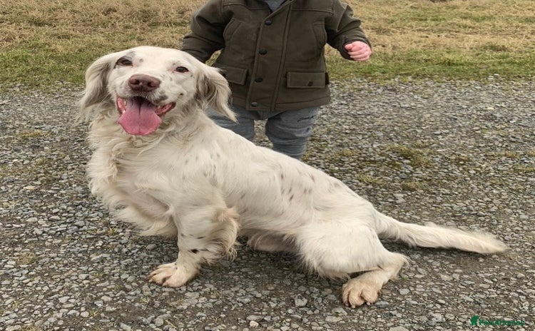 English Springer Spaniel dogs in Bishop Auckland - Advert 1