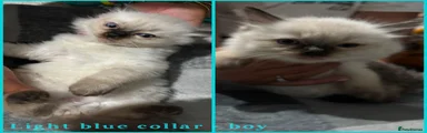 Light blue collar 