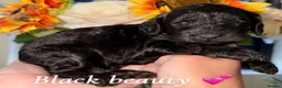 Cockapoo dogs for sale: 🤎🐶🐾 Beautiful F1 cockapoo puppies🐾🐶🤎 - Advert 8