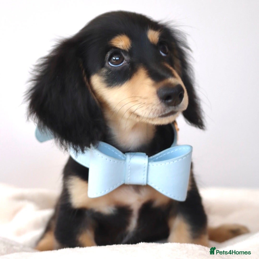 Miniature Dachshund dogs LONGHAIRED MINIATURE DACHSHUNDS  - Advert 1