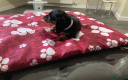 Dachshund dogs for sale: Dachshund Girl Puppies Absolutely Gorgeous  - Image 5