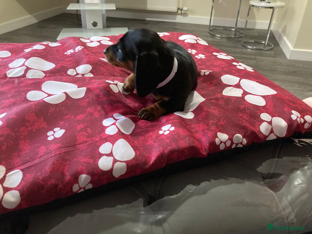 Dachshund dogs for sale: Dachshund Girl Puppies Absolutely Gorgeous  - Image 5