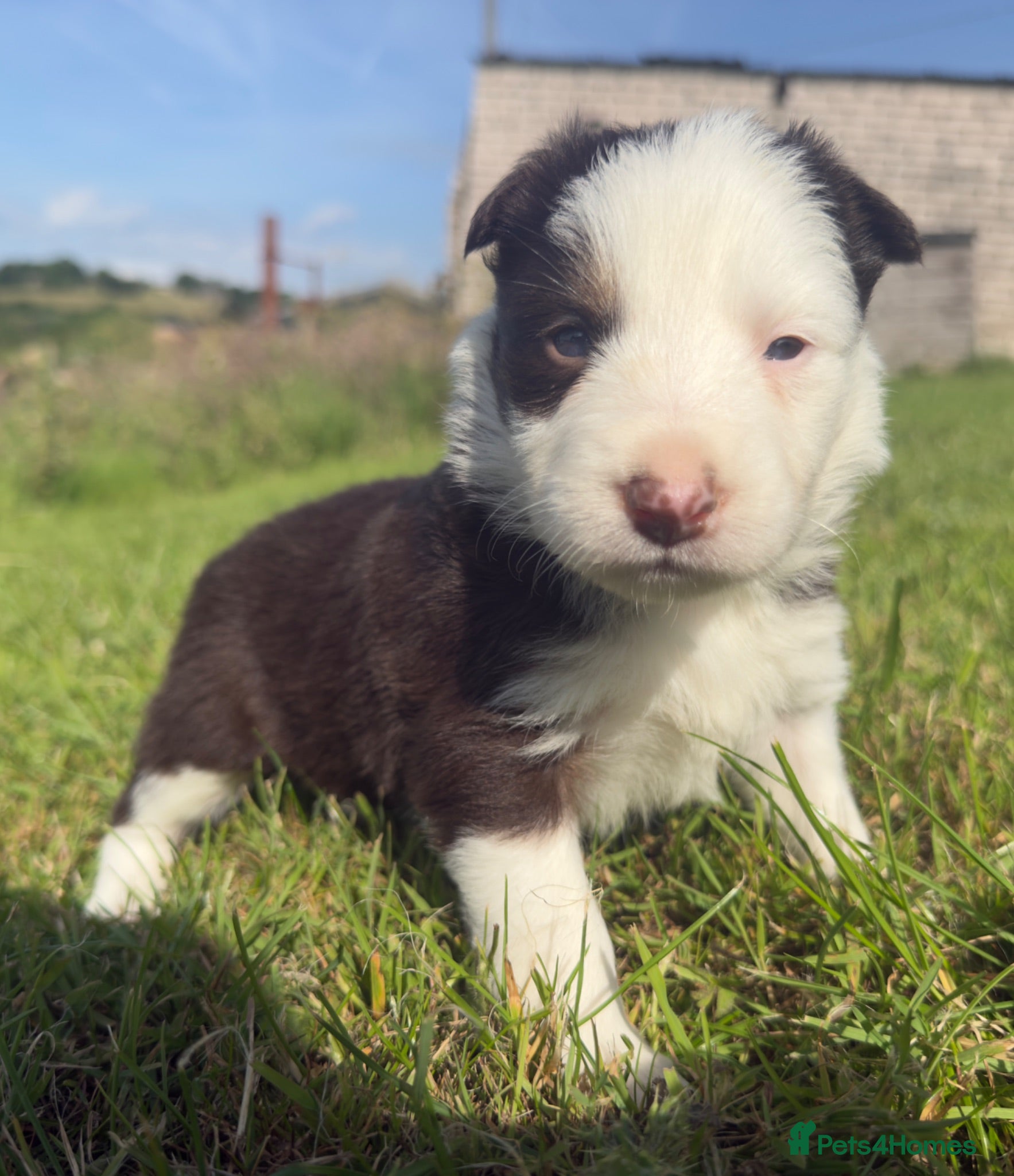 Border Collie dogs Red Tricolour, chocolate &White Border Collie - Advert 2
