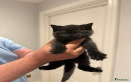 British Shorthair cats for sale: 🐾Fluffy British Shorthair Mix Kittens 🐾 - Image 12