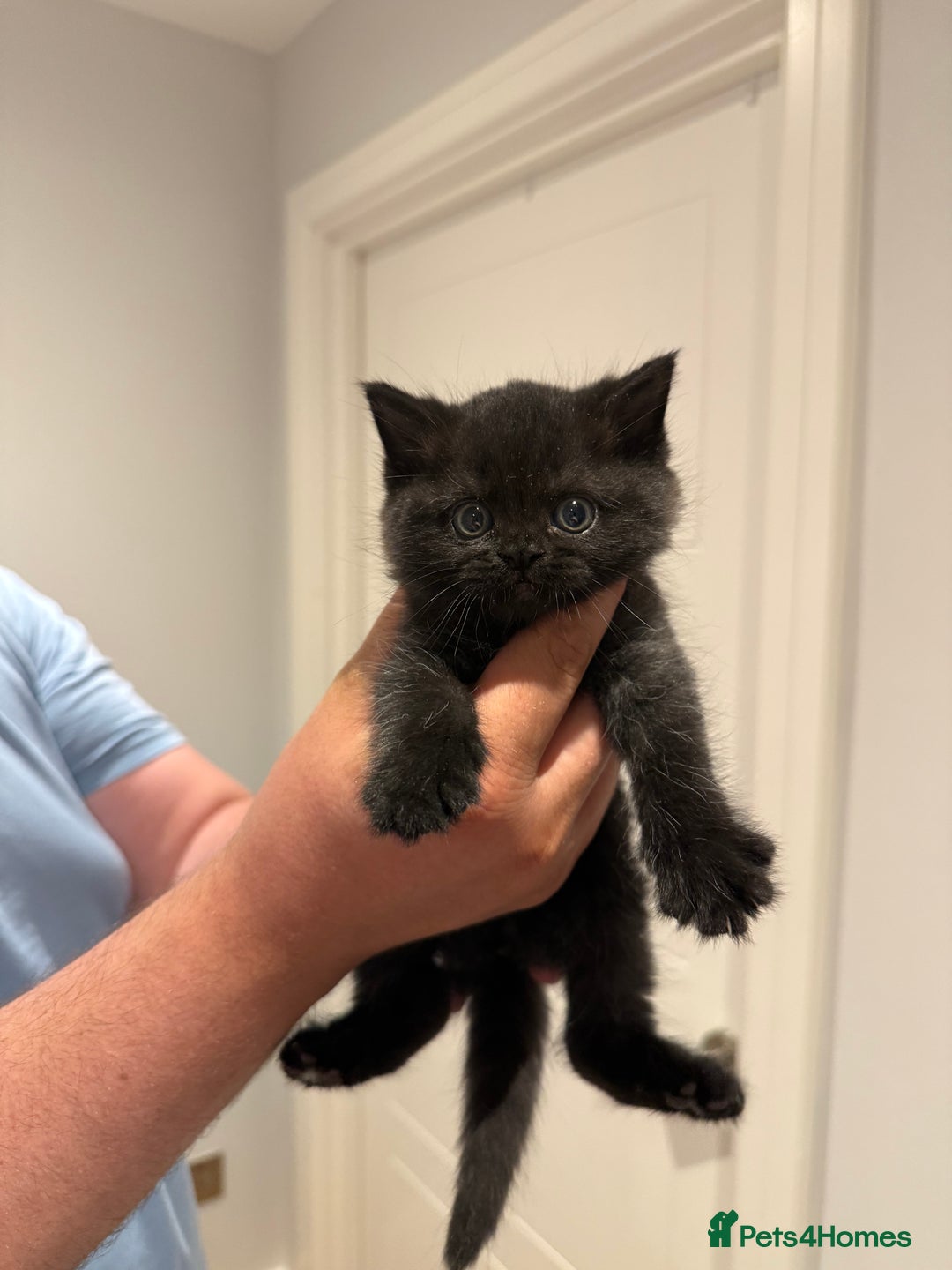 British Shorthair cats for sale: 🐾Fluffy British Shorthair Mix Kittens 🐾 - Image 12