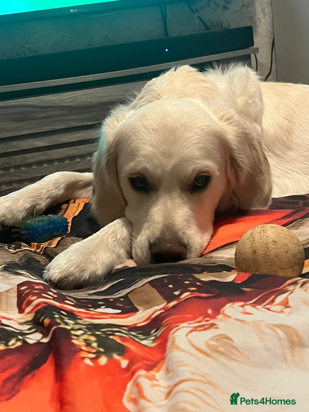 Golden Retriever dogs for stud: Golden retriever stud - Advert 2