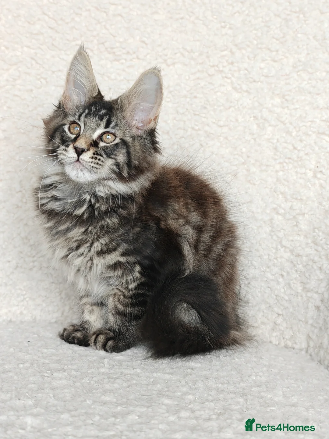Maine Coon cats for sale: Full pedigree Maine Coon kittens - Advert 19