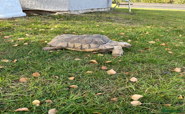 Tortoise reptiles - Advert 16