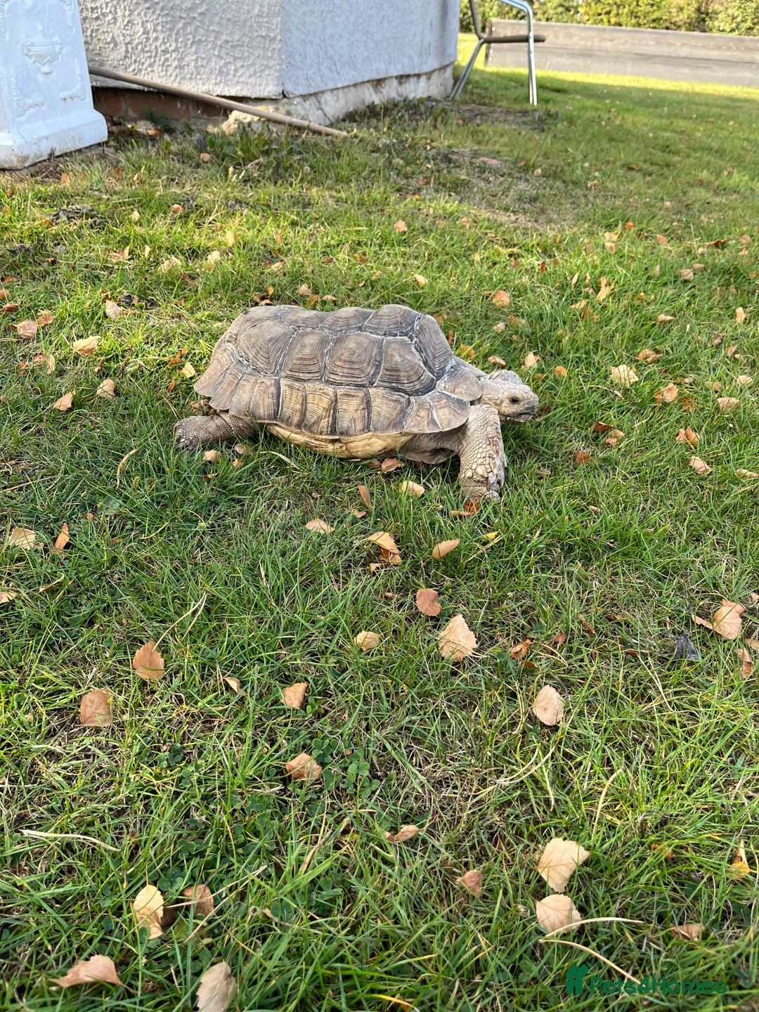 Tortoise reptiles for sale: Female sulcata tortoise  - Image 1
