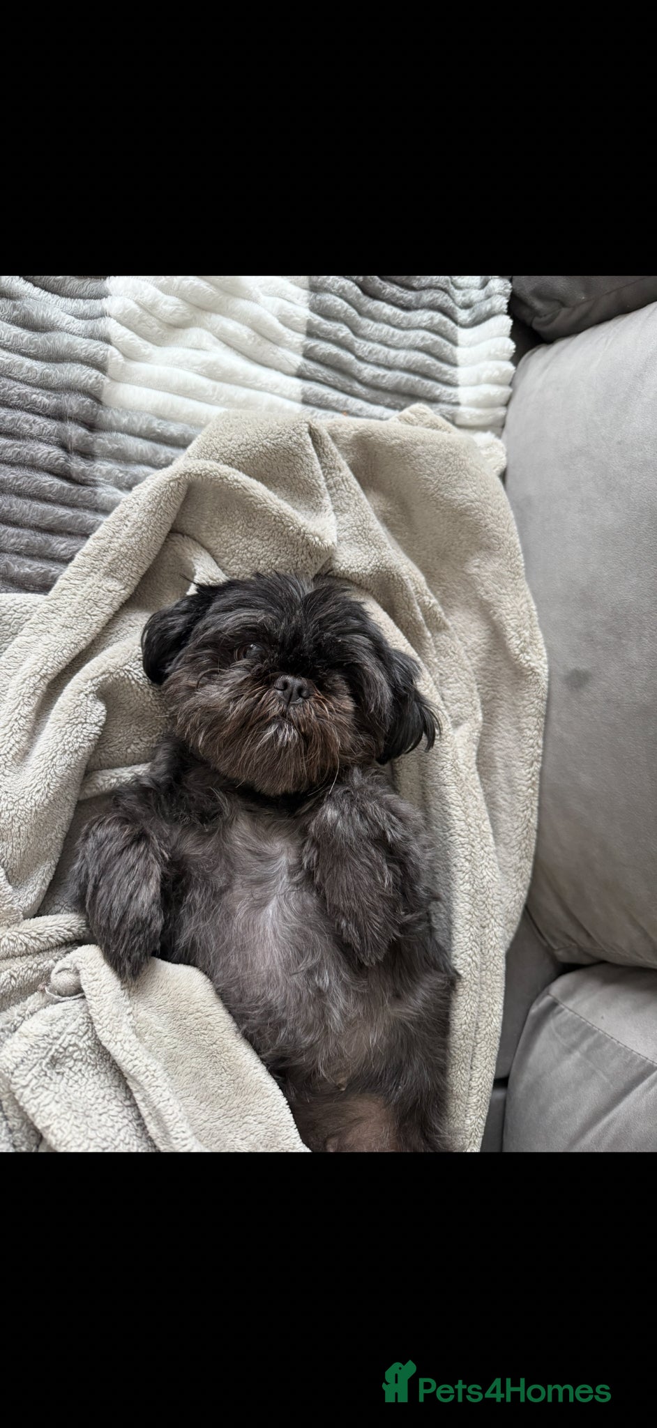 Shih Tzu dogs Shihtzus puppies - Advert 9