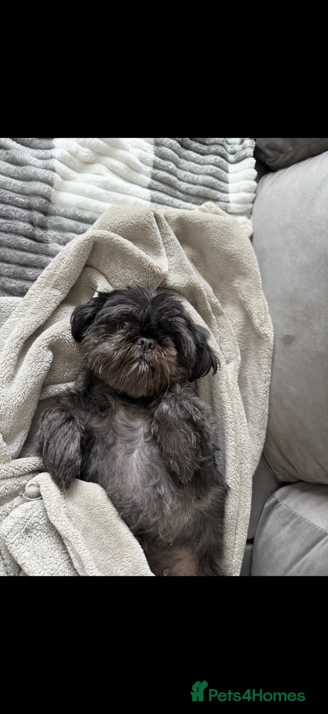 Shih Tzu dogs for sale: Shihtzus puppies in Sheffield - Advert 1