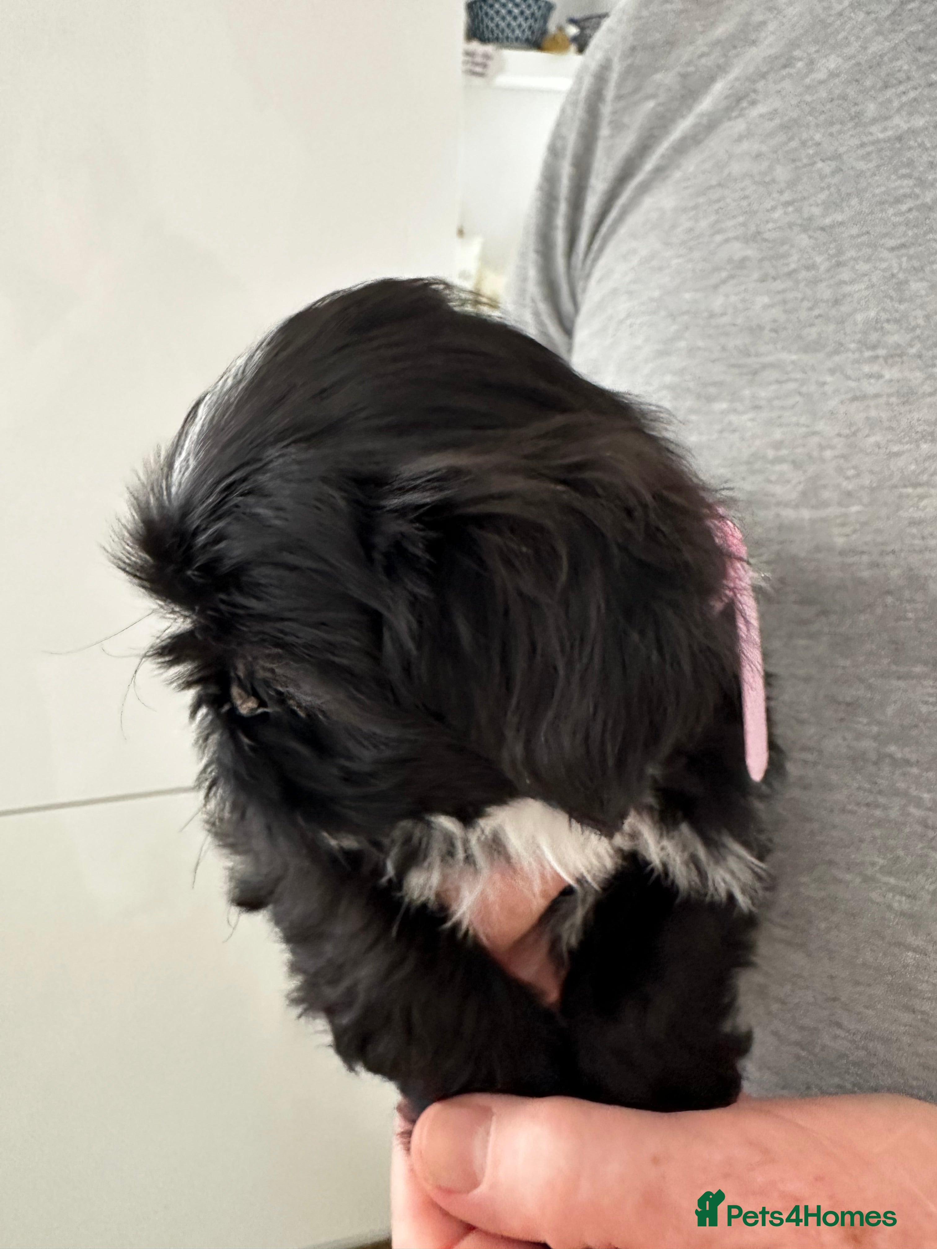 Shih Tzu dogs Stunning Shih Tzu  - Advert 2