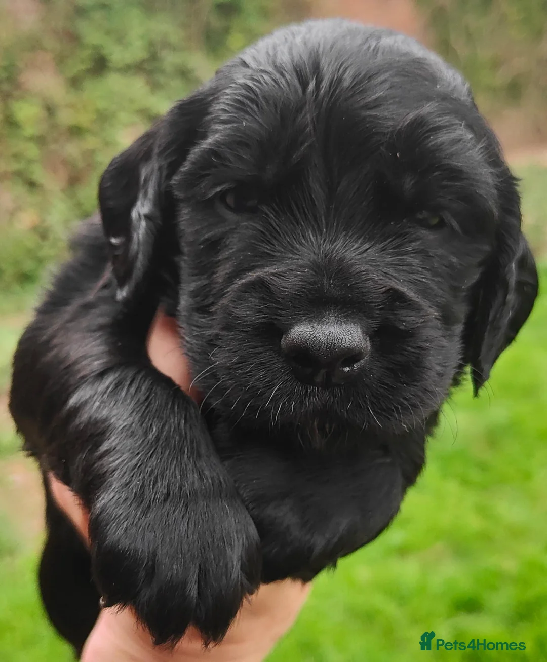 Cocker Spaniel dogs for sale: Cocker spaniel puppies  - Advert 6