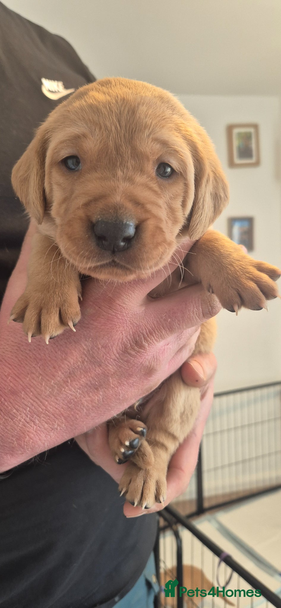 Labrador Retriever dogs 1 beautiful girl left KC Red fox labradores - Advert 1